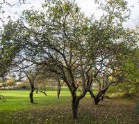 Signe Tillisch æbletræe, hvor der stadig er æbler på træet 5. november.